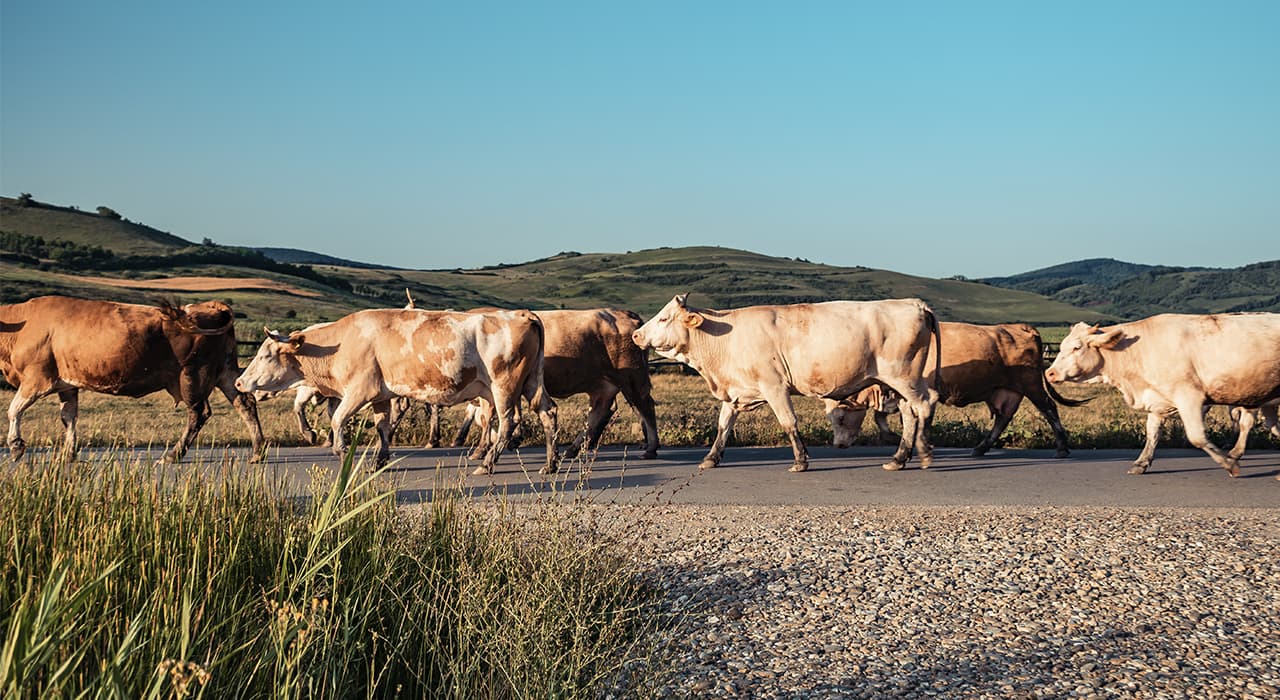 Agriculture