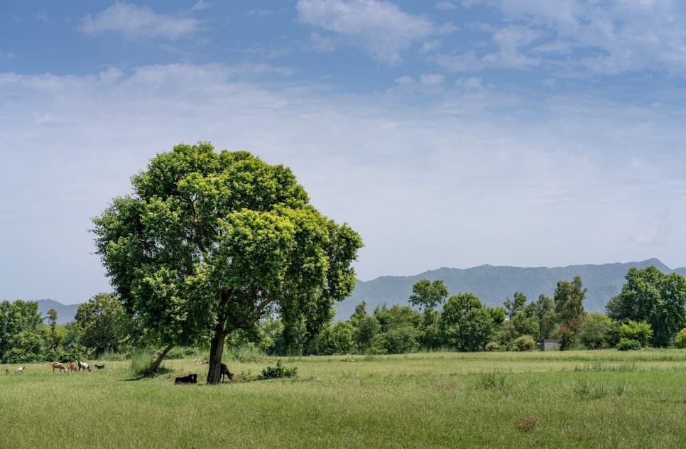 a walnut tree in a field