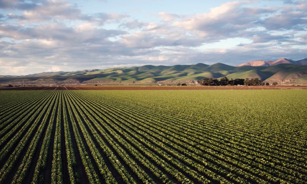 A vast farm with rows of crops in the foreground and rolling green hills in the background