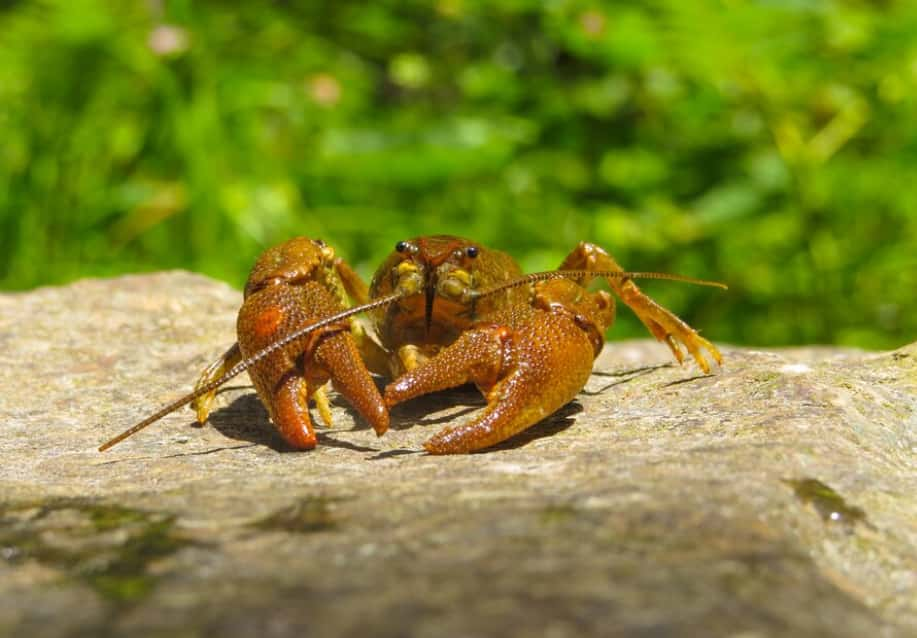 A single crayfish perched on a rock in sunlight