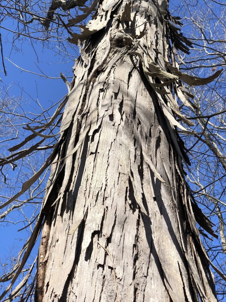 Shagbark hickory