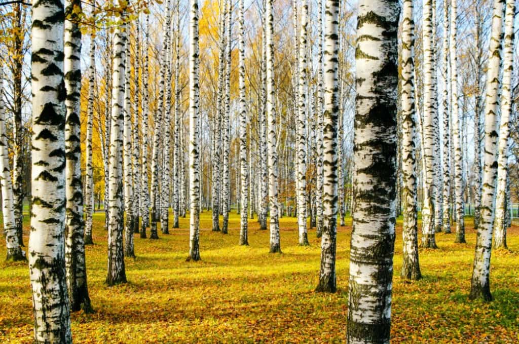 Fast Growing Hardwood Trees An Overview