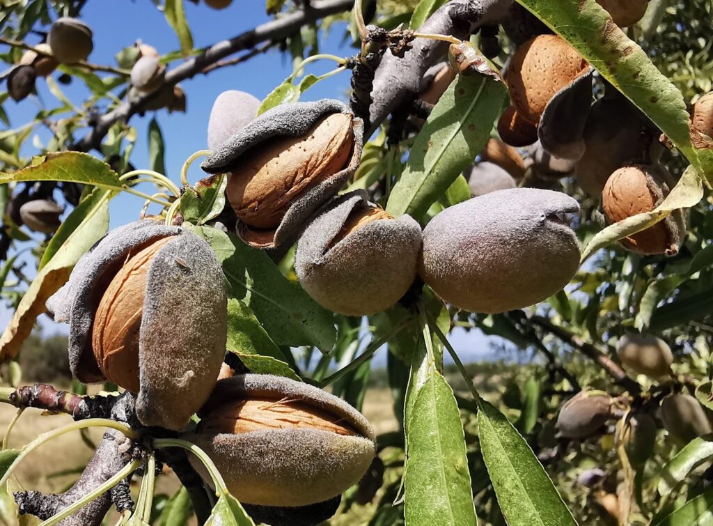 Almond tree