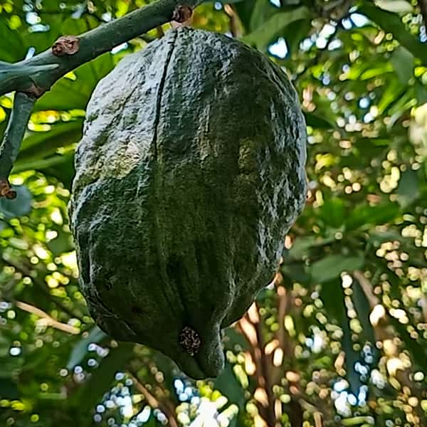 Kola Nut Tree