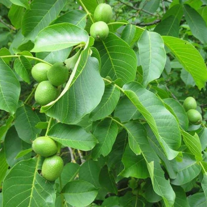 English walnut tree