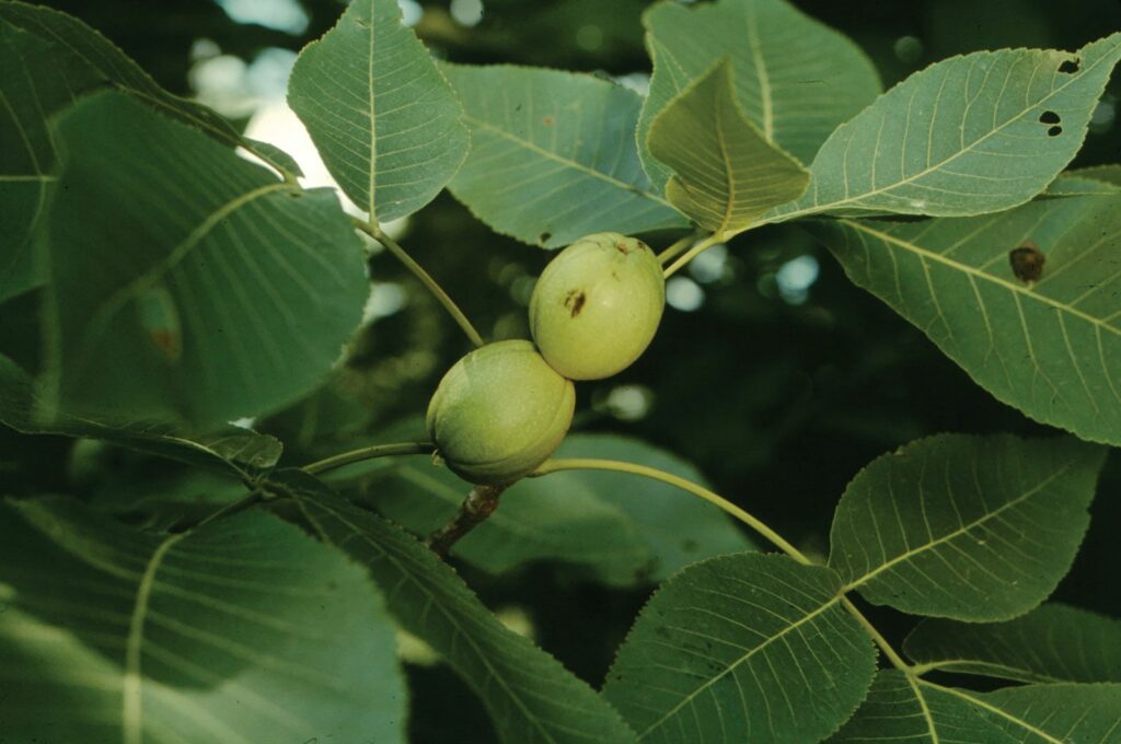 Hickory nut tree