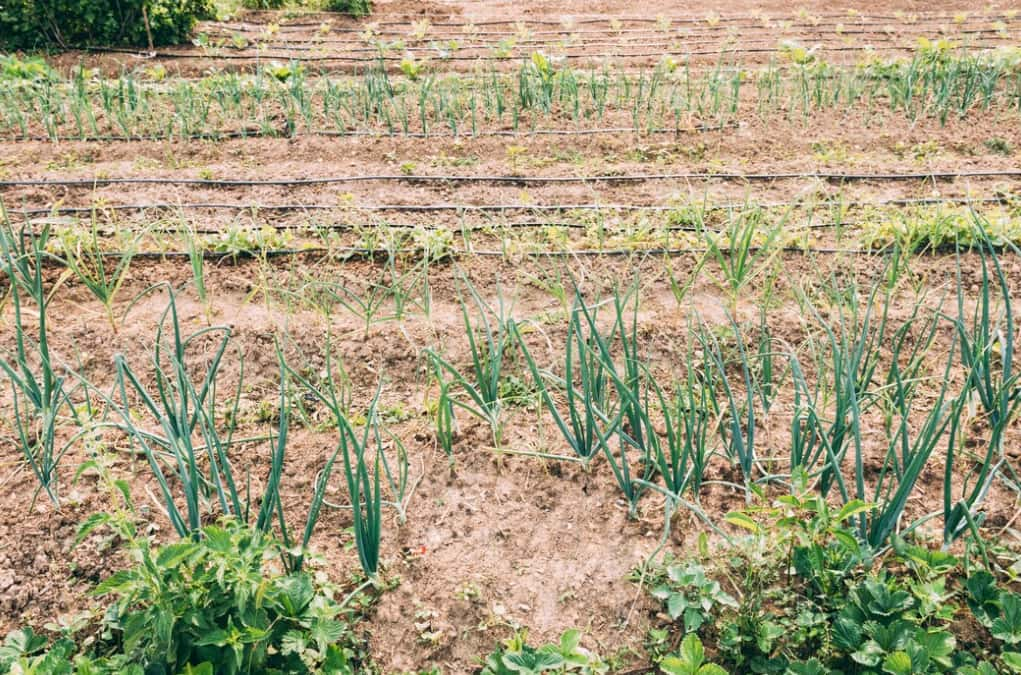 Garlic plants growing orderly in farm soil