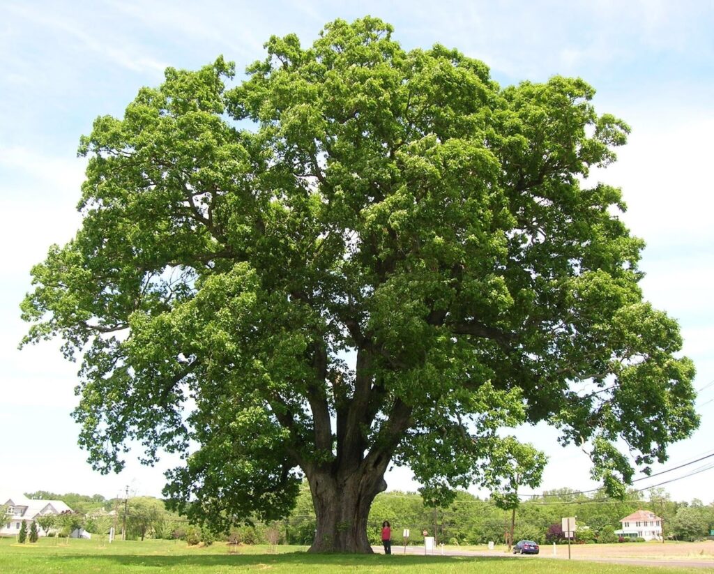 White oak