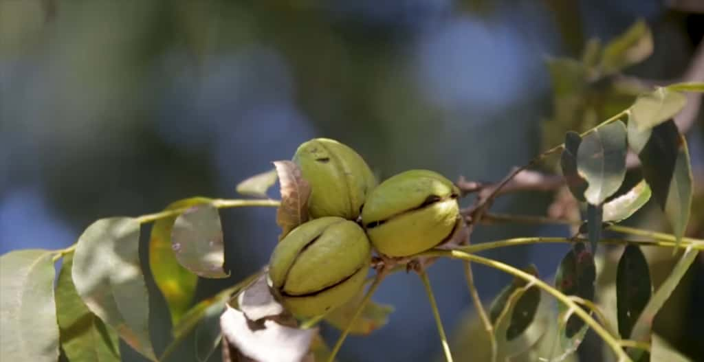 Cluster of green pecans hanging on a tree branch