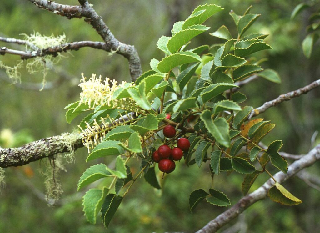 Chilean hazelnut