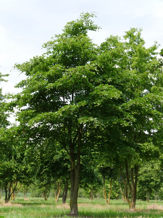 Beech tree