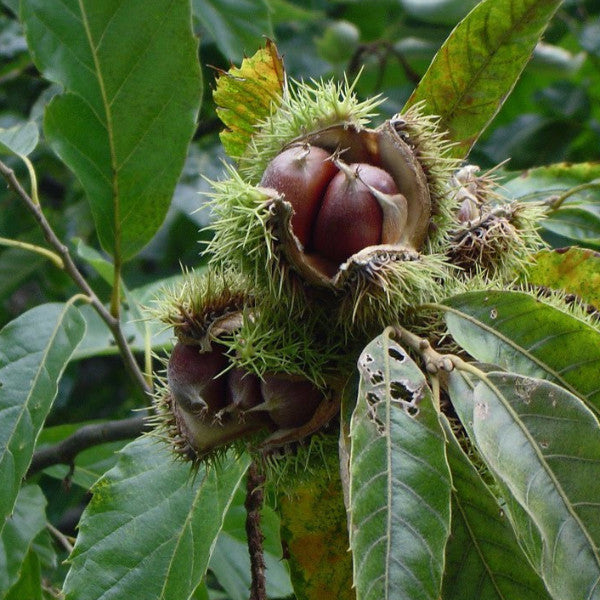 American chestnut