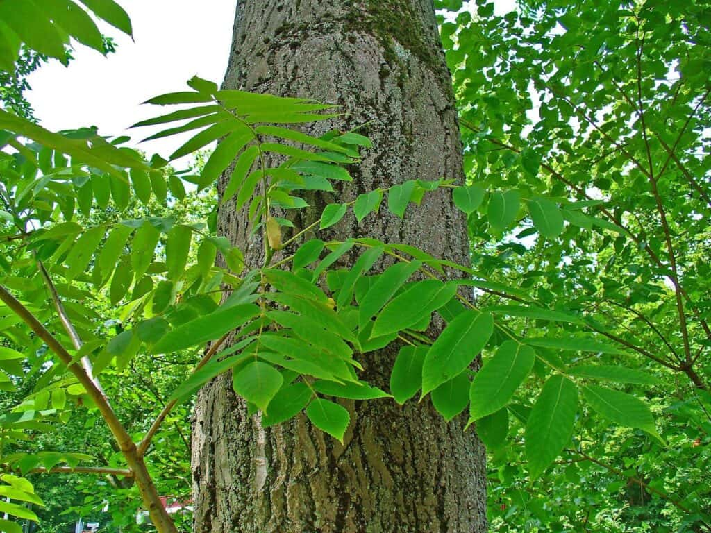 Butternut tree