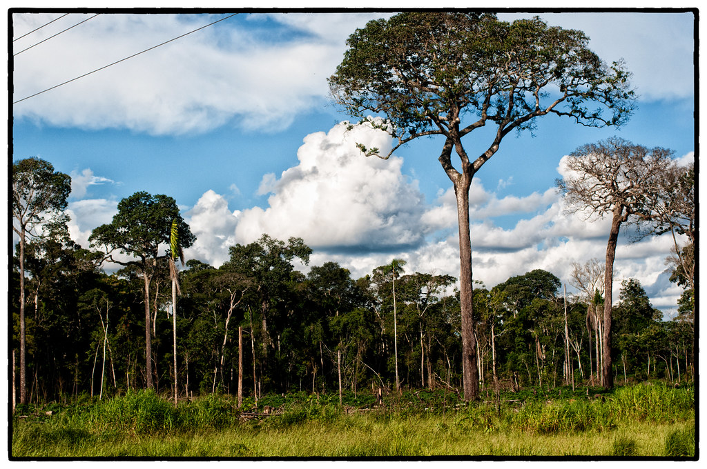 Brazilian nut tree