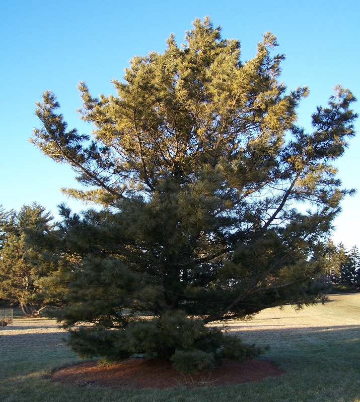 Korean pine