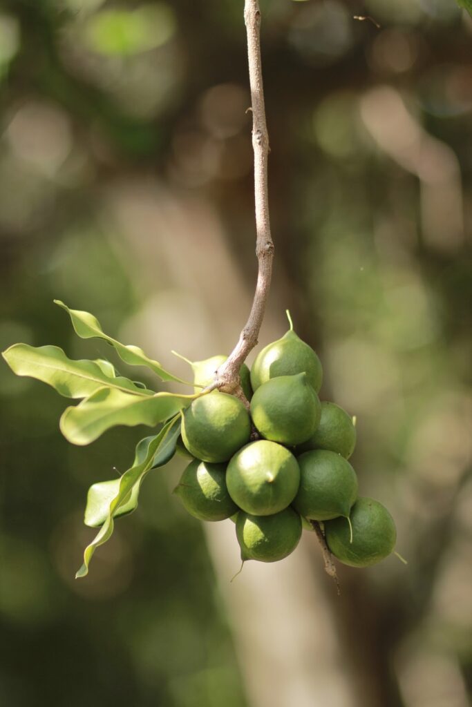 Macadamia nut tree