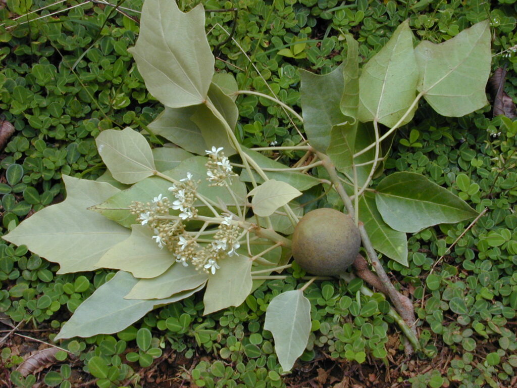 Candlenut tree