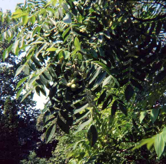 Japanese walnut (Juglans ailantifolia)