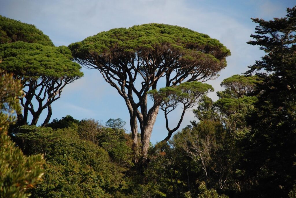 Italian Stone Pine