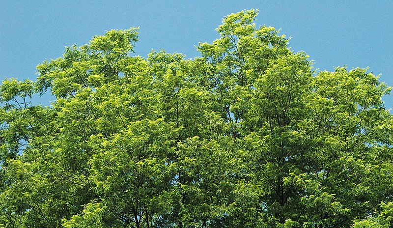 Pecan tree