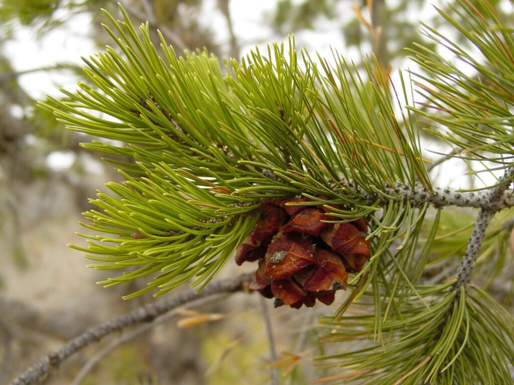 Mexican Pinyon