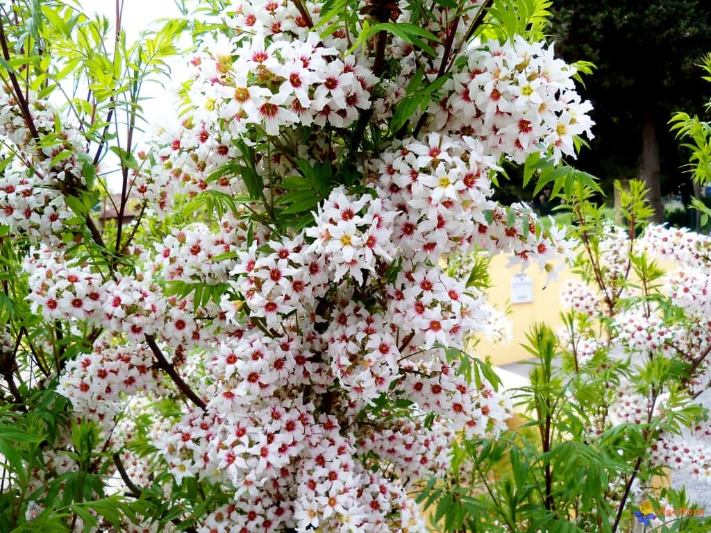 Yellowhorn (Xanthoceras sorbifolium)