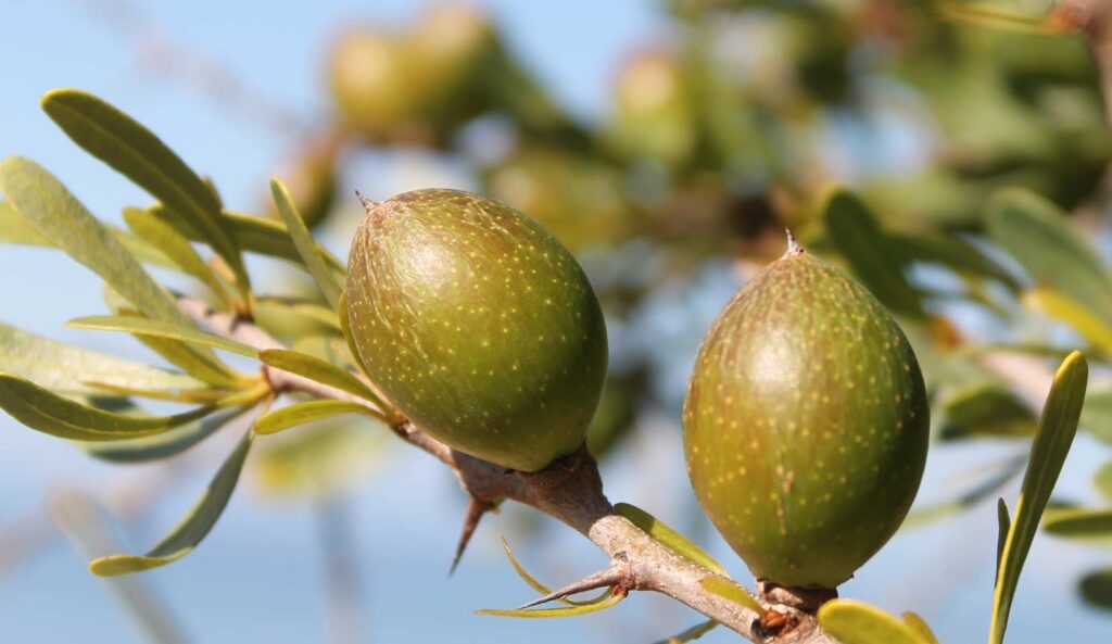 Argan tree