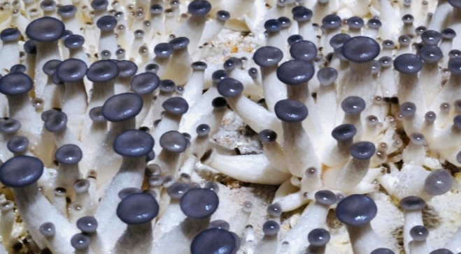 Mushroom Pinning