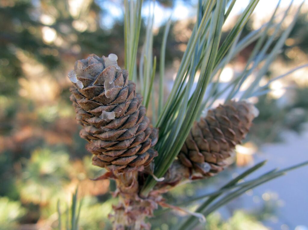 Pine nut tree