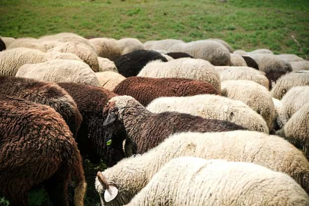 Sheep graze in green fields