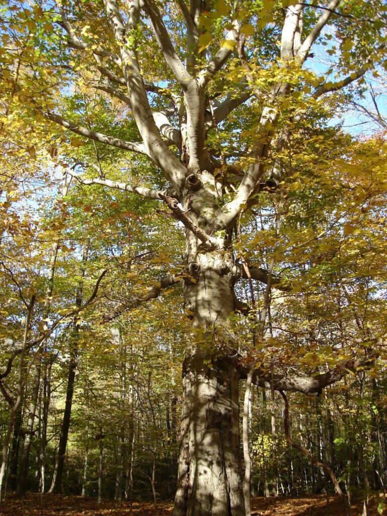 American beech (Fagus grandifolia)