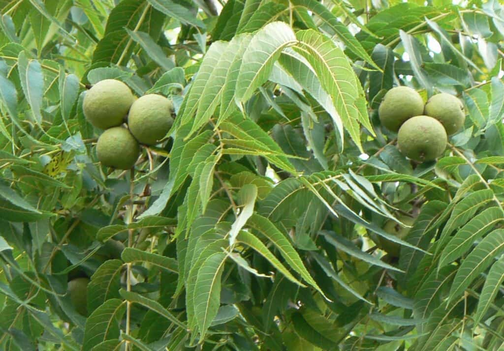 Black walnut tree