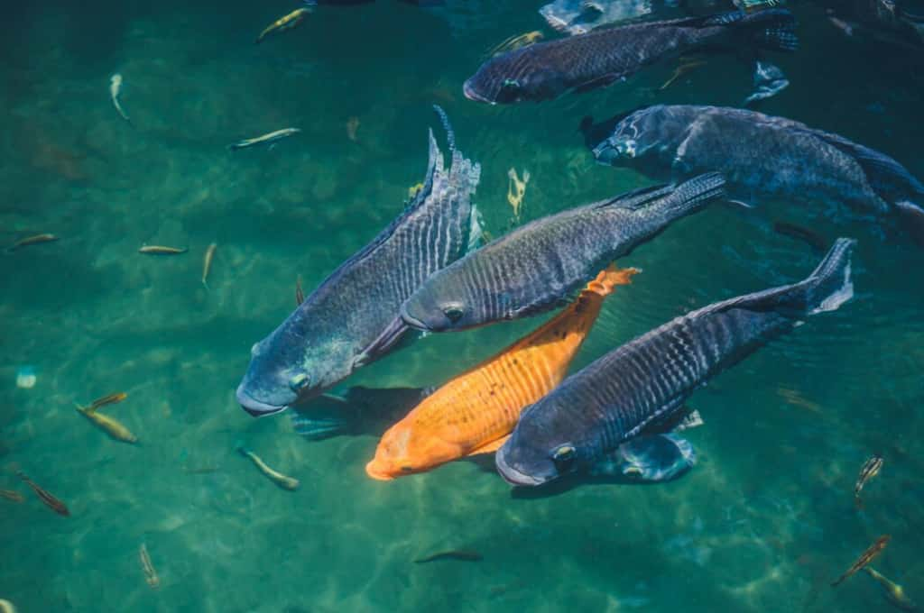 A trio of fish, including an orange one, in clear water