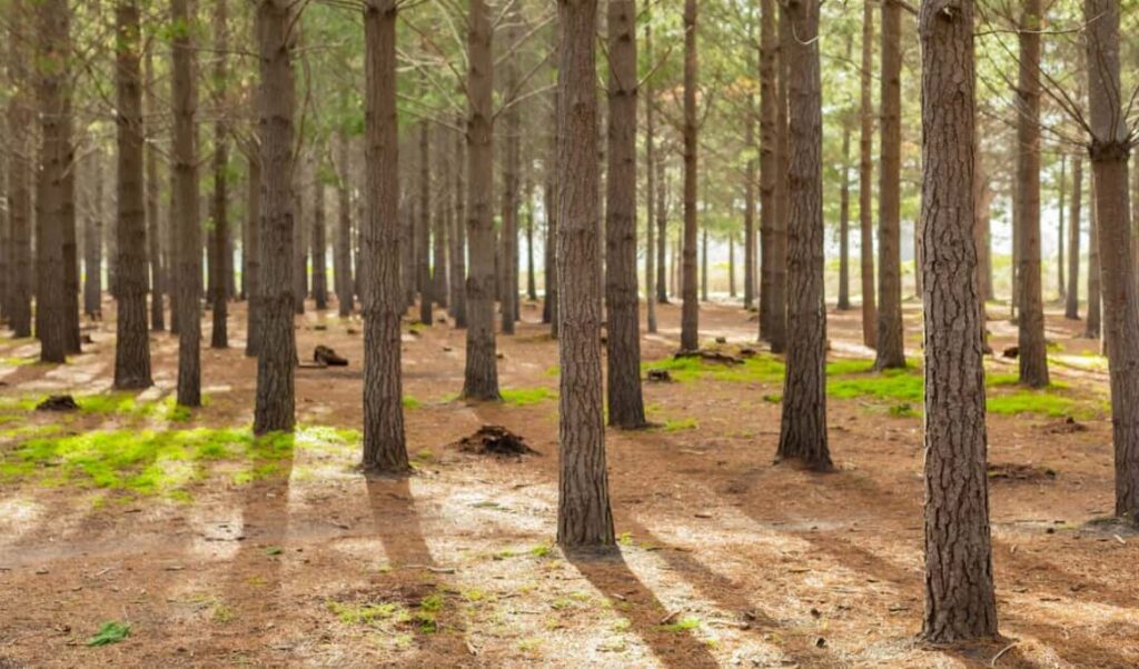 Pine trees standing in a soft-lit forest