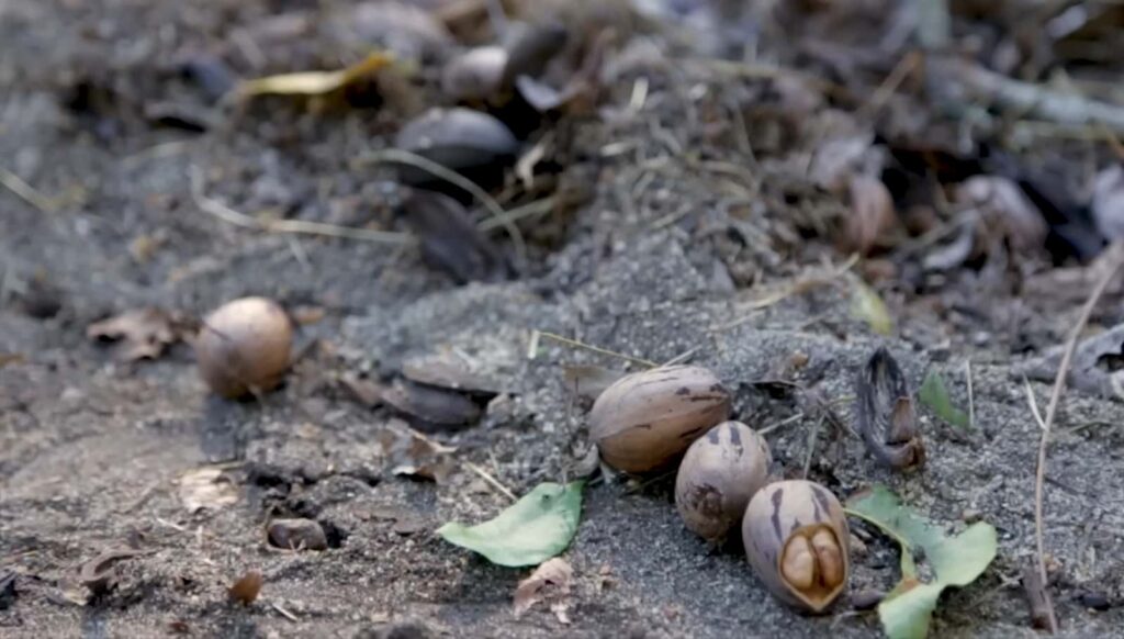 Scattered pecan nuts and leaves on sandy ground