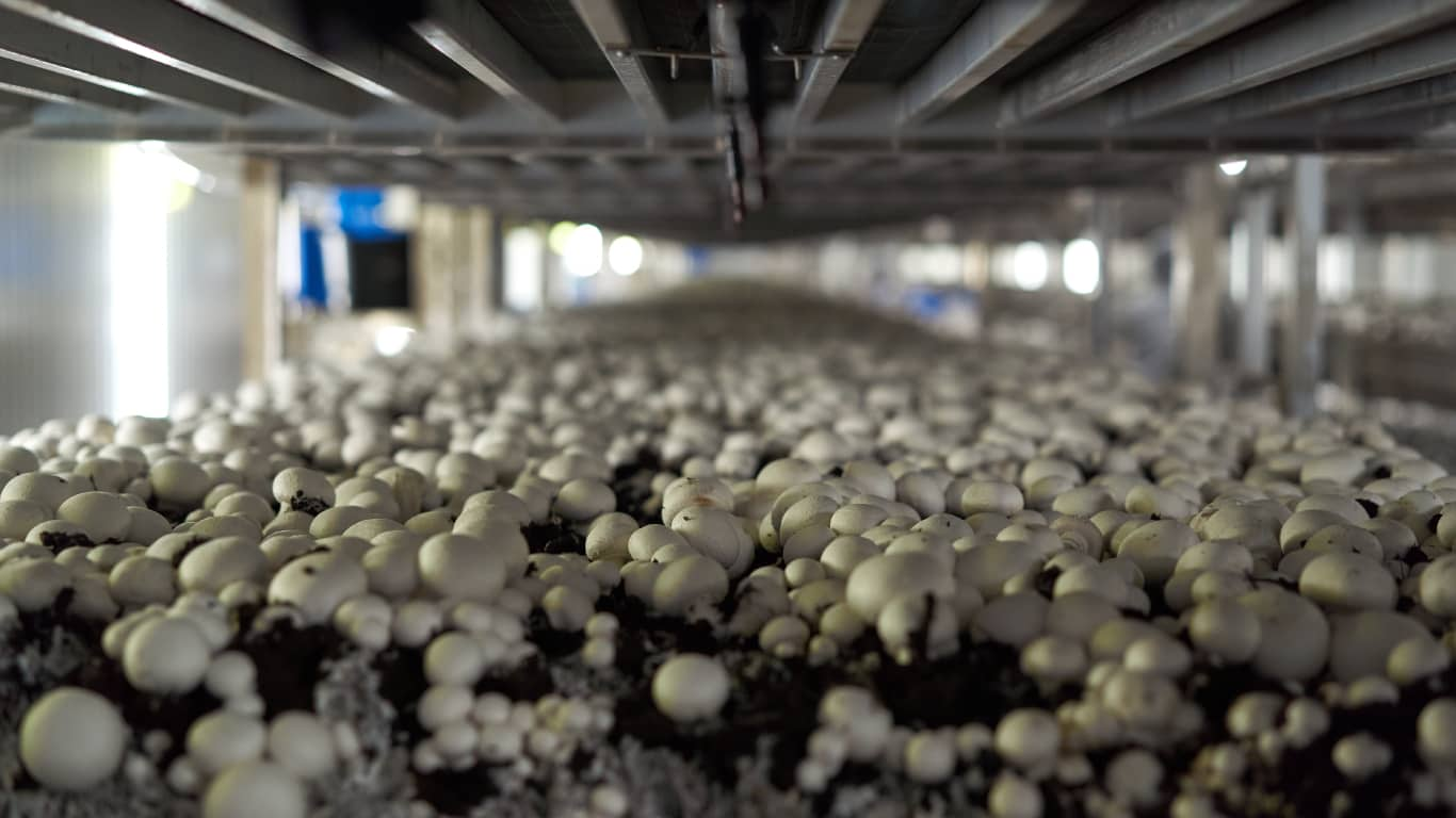 Mushroom farm